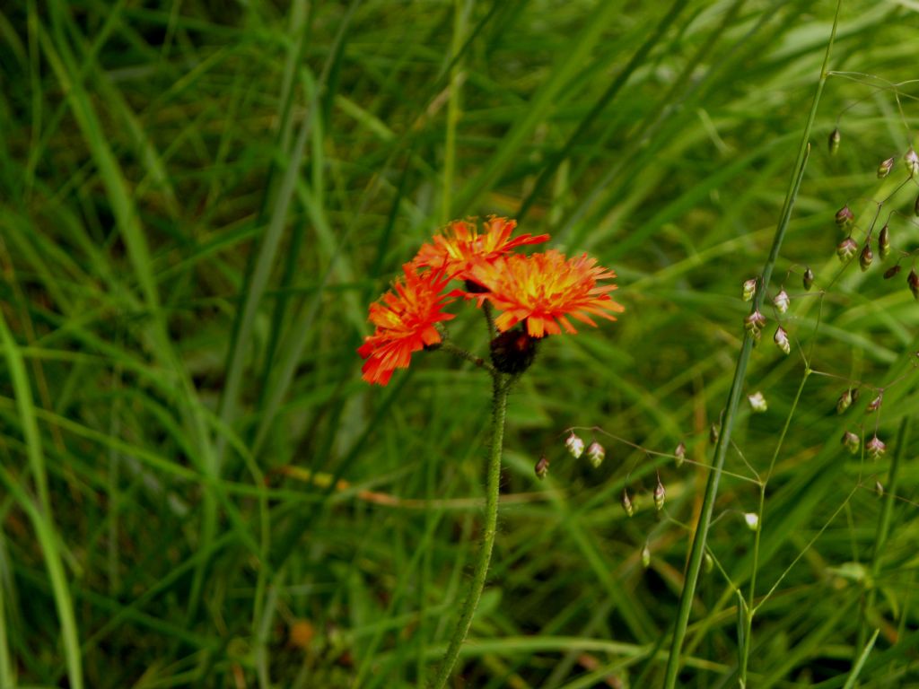 Pilosella aurantiaca, Asteraceae